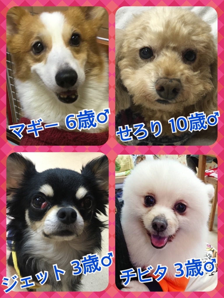 【天神橋カフェ☕の今日のワンコキャスト🐶】2018,2,16